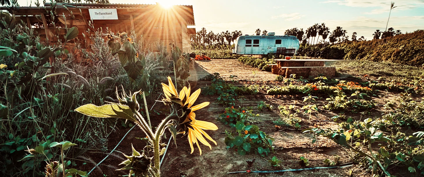 A sunflower at golden hour with The Farm Stand and crop rows behind it