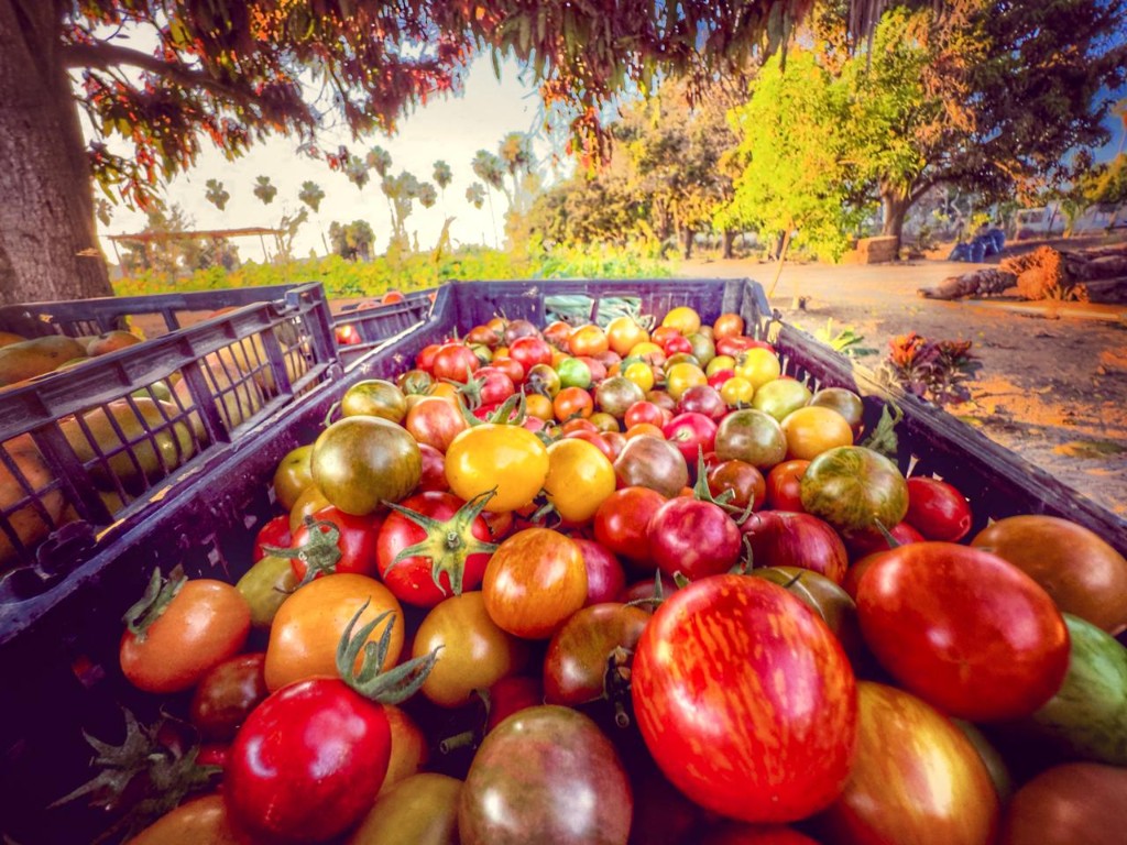 A crate overflowing with colorful heirloom tomatoes
